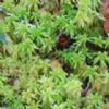  Sphagnum Palustre P.E.